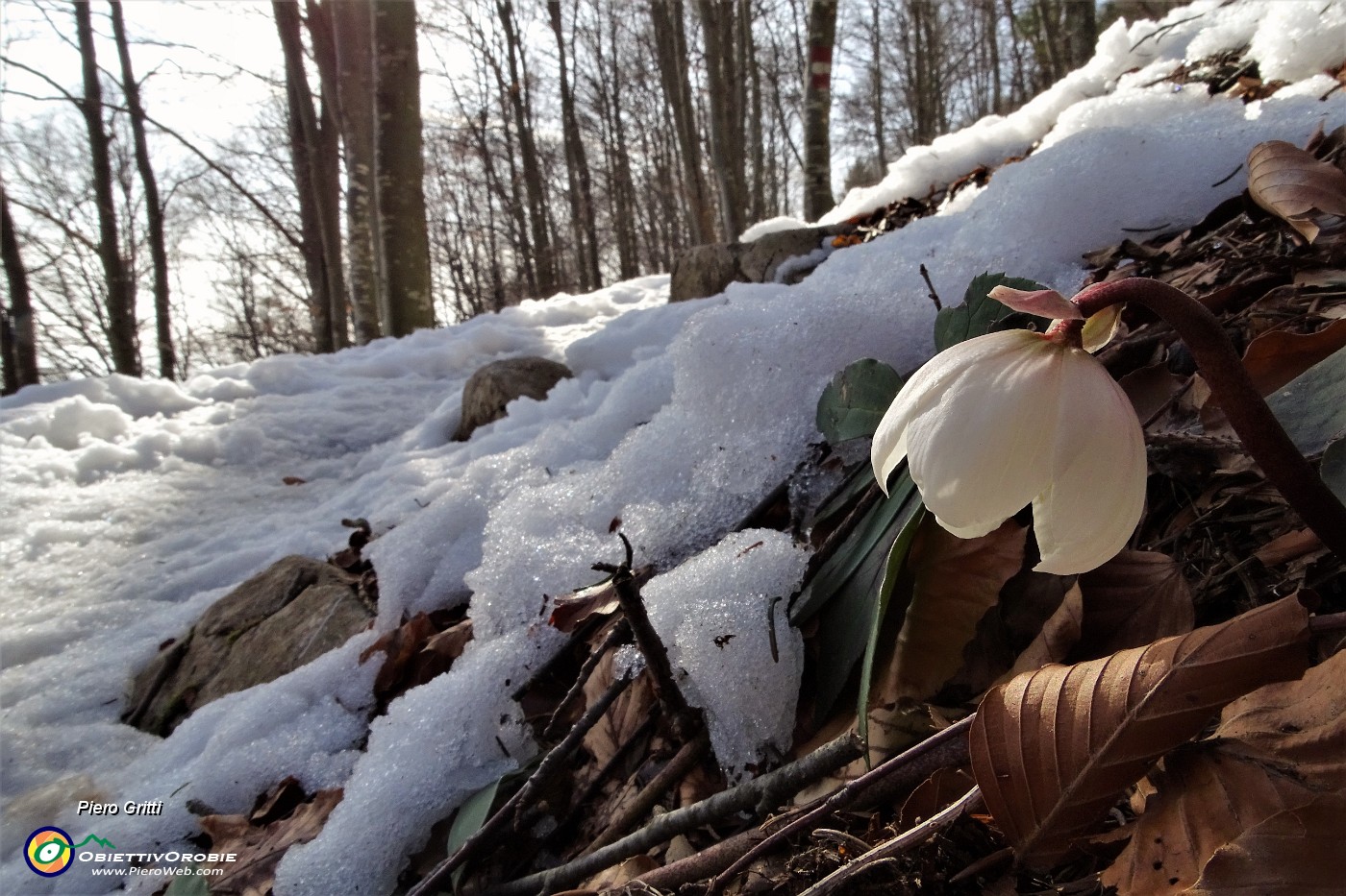 01 Sul sentiero per il Gherardi neve ed ellebori in fiore.JPG